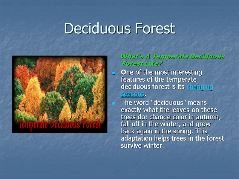 Deciduous Forest     What's A Temperate Deciduous Forest Like?  One